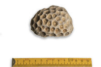 F 08862
<br/>
<br/>
<em></em>